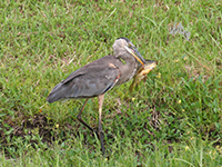 Heron_fishing _in -Canal